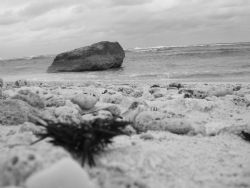 Sea Urchin B&W by Matt Ansier 